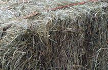 Coastal Bermuda Square Bales - J & J Hay Farms, Ball Ground, GA