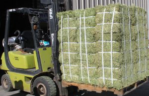 Compressed Bales of Alfalfa