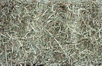 Kentucky Timothy Square Bales Hay - J & J Hay Farms, Ball Ground, GA