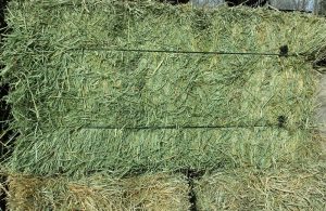 Organic Hay For Sale at Cherokee Feed & Seed