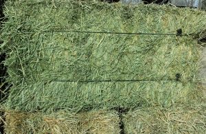 Organic Hay For Sale at Cherokee Feed & Seed