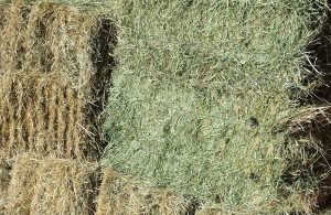 Organic Hay For Sale at Cherokee Feed & Seed