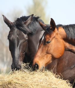 Hay Selection for Horses