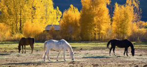 Four Autumn Feeding Facts for Horses