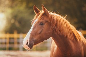 Horse Hay: Understanding Sugar and Starch Content