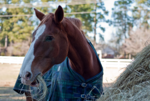 Benefits of Late-Season Hay for Horses