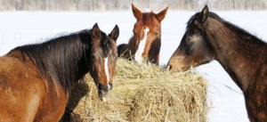 Winter Hay Supplies for Horses