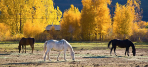 Let Your Horse Down in the Off-Season