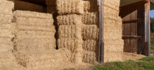 Avoid moldy hay for horses