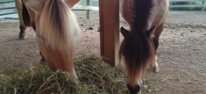 Feeding Old Hay to Horses