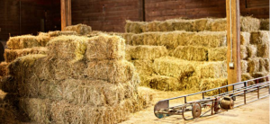 Color of Horse Hay