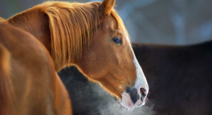 Feed Horses in the Winter