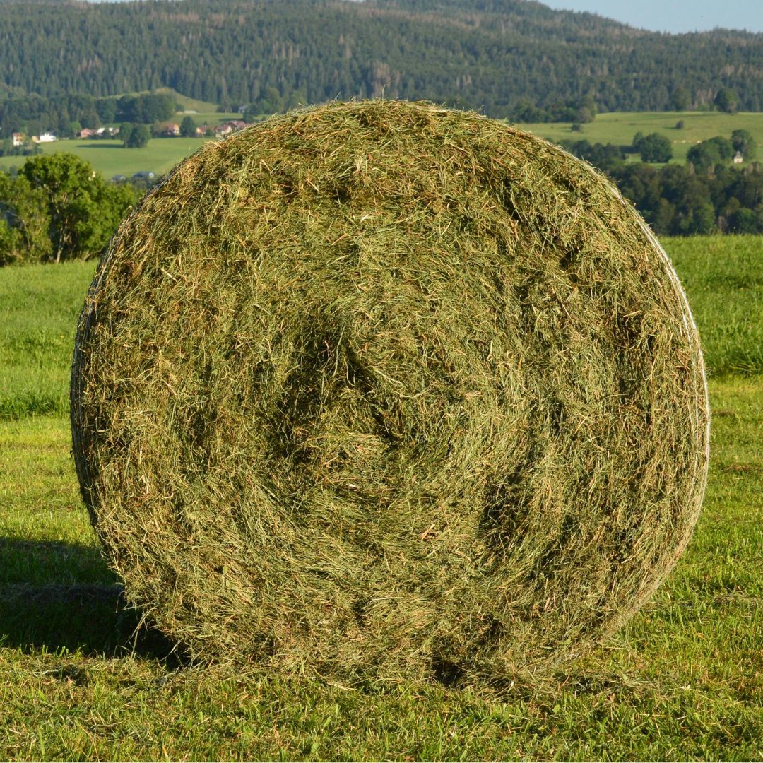 greenish hay
