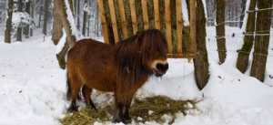 Horse Care in Early Spring