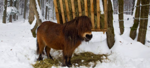 Evaluating Hay Feeders for Horses