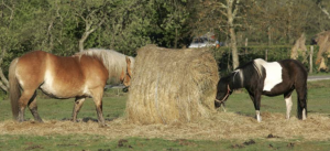 Round Bales 