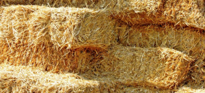 Buying Hay for Horses? Pictured is a stack of hay