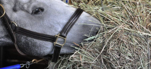 Benefits soaking hay