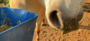 Forage Choices for Aged Horses with Dental Problems
