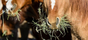 Soaking Hay: How Effective Is it at Lowering Carbohydrates? Photo of up close horse face with hay in the horse's mouth