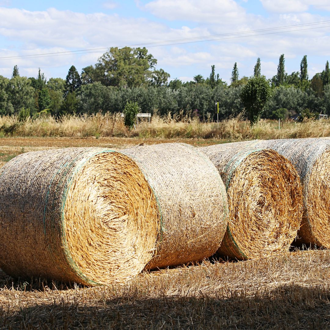 fresh baled hay