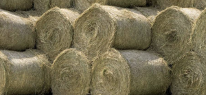 Lots of Bales of Hay for Management of Drought-Stressed Hay Fields