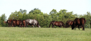 Milkweed Toxicity in Horses is a danger! Pictured are horses gathered ina pasture