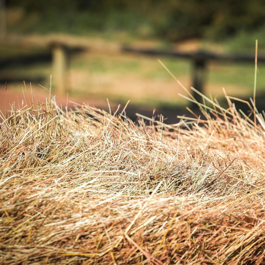 close up of hay