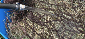 Soaking horse hay