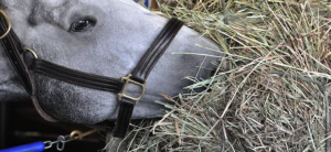 Nutrients in Horse Forage: Questions Answered