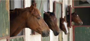 Feeding Horses During Natural Disasters