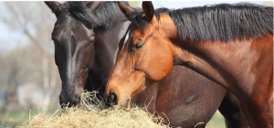 Horse Health