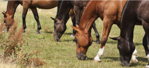 Managing Horses on Declining Pasture