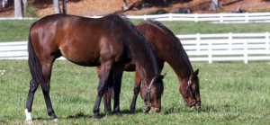 Monitor Autumn Grazing to Prevent Laminitis in Horses