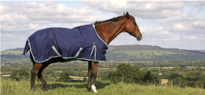 Fall Maintenance for Healthy Winter Horses: A horse wearing a winter blanket stands in a field