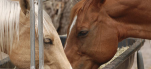 Horses without access to feed for 12 hours were found to have