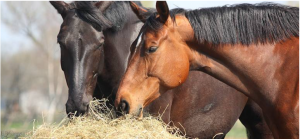 Give Colic the Cold Shoulder This Winter: Two horses snack on hay