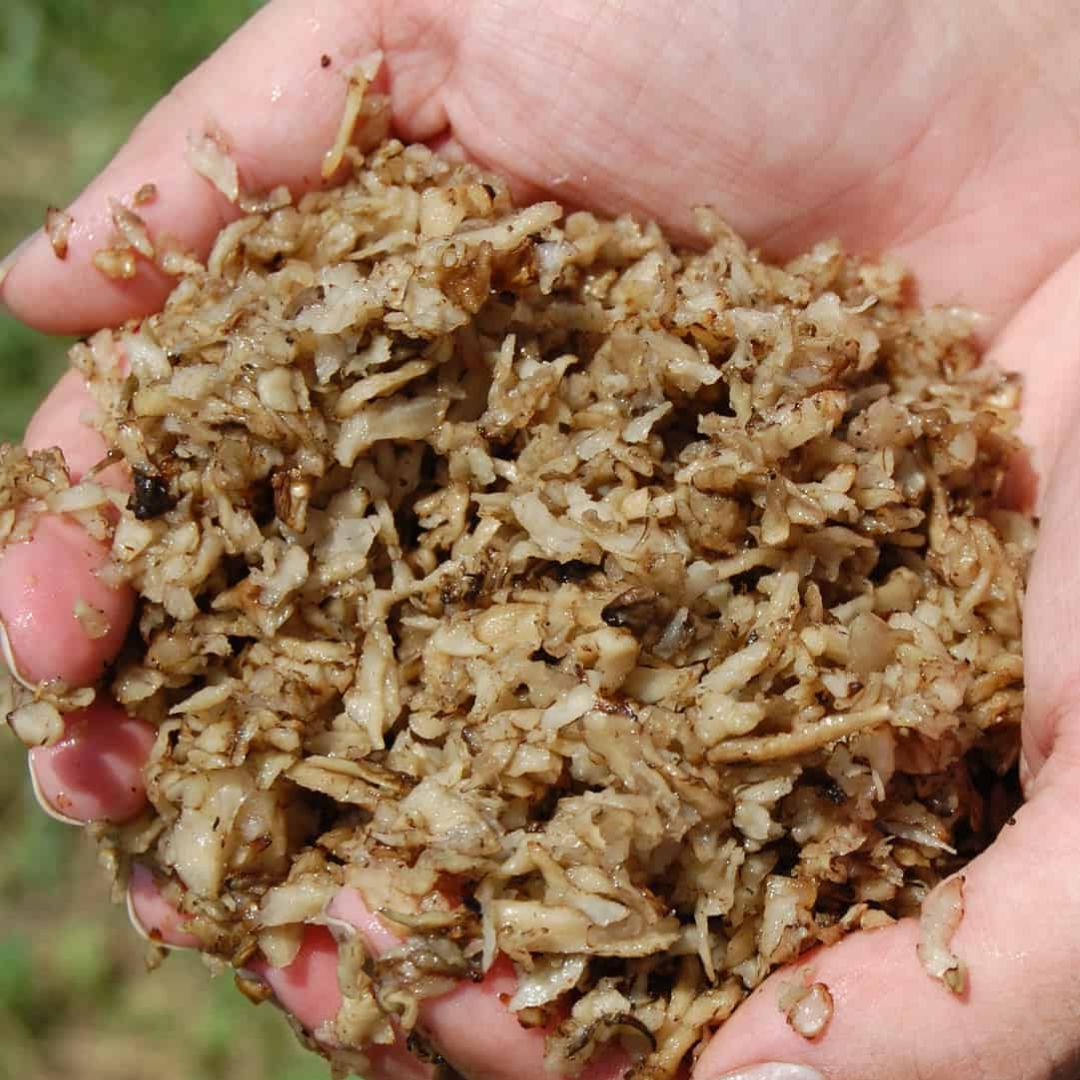 beet pulp in hand