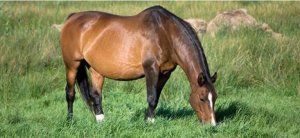 Broodmare eating Hay