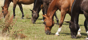 Feeding Horses: Don’t Miss the Forage for the Feed