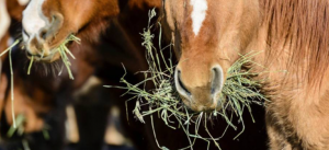 Alfalfa and a Healthy Gastric Environment in Horses