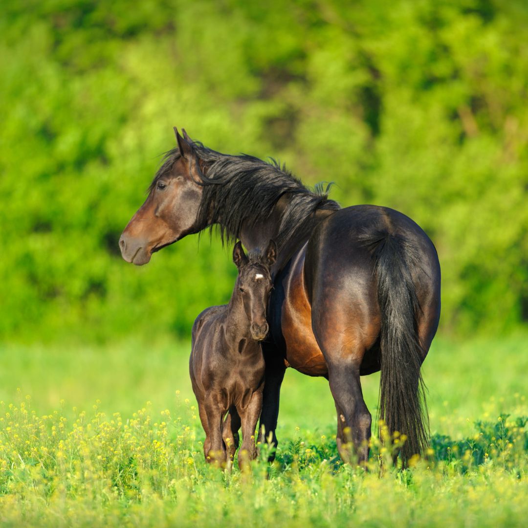 mare and foal
