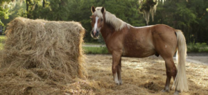Horse with Round Bale of Hay