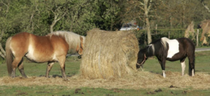 Feeding Preserved Forage to Horses