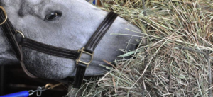 Determining Hay Quality for Horses