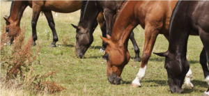 Watch Out For Toxic Plants in Hays, Pastures