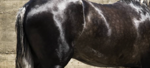  Feed Management to Minimize the Risk of Impaction in Horses