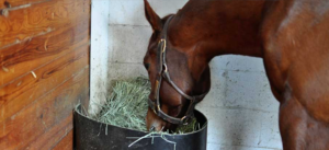 Feeding Horses Hay