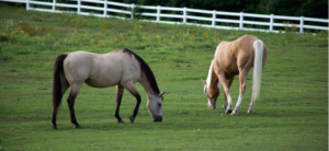 Horses in Springtime