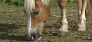 Feeding Horses in Muddy Pastures
